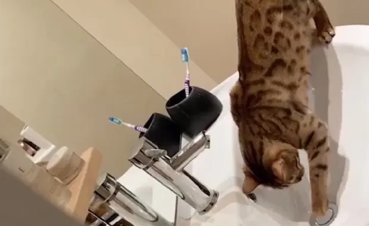 gattino dispetto acqua