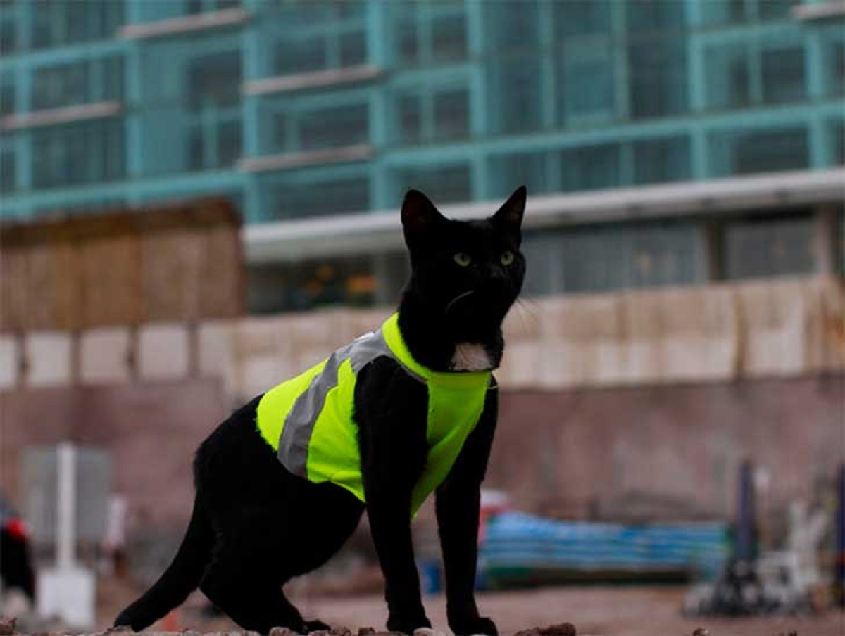 Il gattino Black, dopo il suo salvataggio, è diventato un impiegato di cantiere (VIDEO)