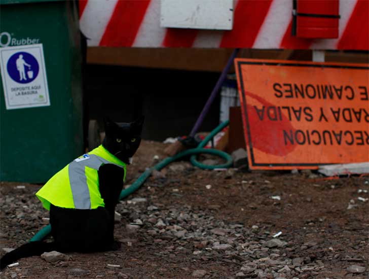 gattino cantiere lavoro