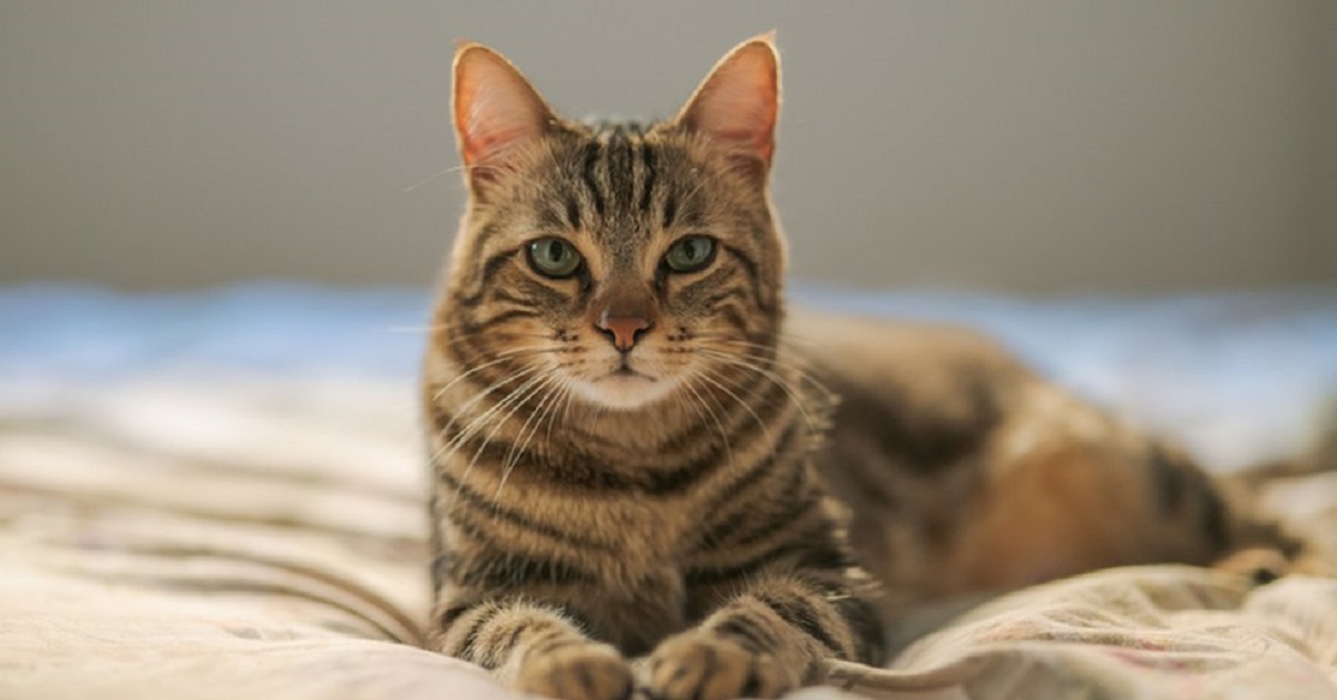 Il gattino Ernest è il migliore amico di alcuni maiali (VIDEO)