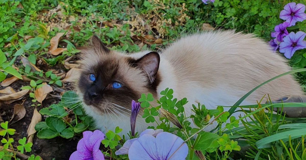 Il gattino Gus trova e salva un uccellino appena caduto dal suo nido (FOTO)
