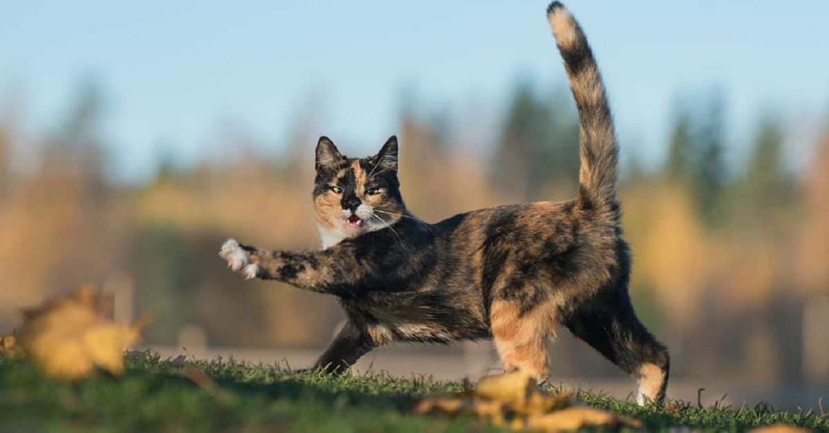 Il gattino Izmael crede di essere un cagnolino e si comporta come loro (FOTO)