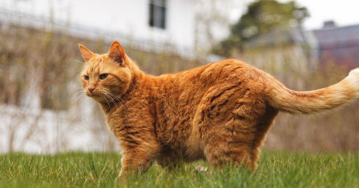 Il gattino Pumpkin non sembra amare il vento in faccia (FOTO)