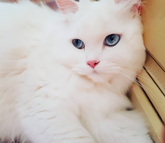 gatto bianco scatto
