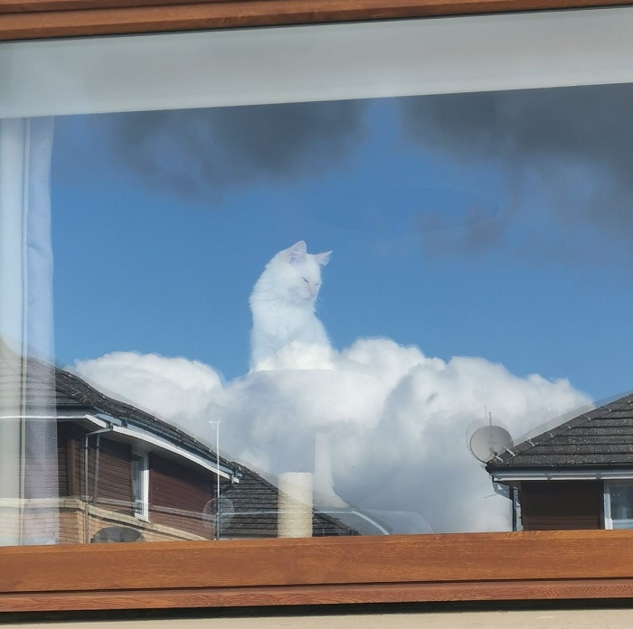 foto nuvole gatto