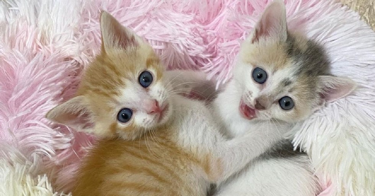 Il salvataggio dei gattini Nala e Simba, trovati abbandonati in un parcheggio (FOTO)