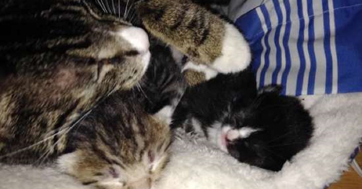 Il salvataggio di Lipstick, la gattina incinta dispersa durante una bufera (VIDEO)