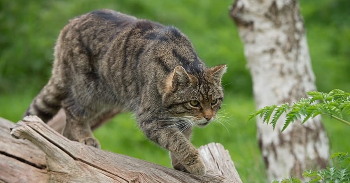 Il salvataggio di Shauna, la gattina che ha partorito in extremis (VIDEO)