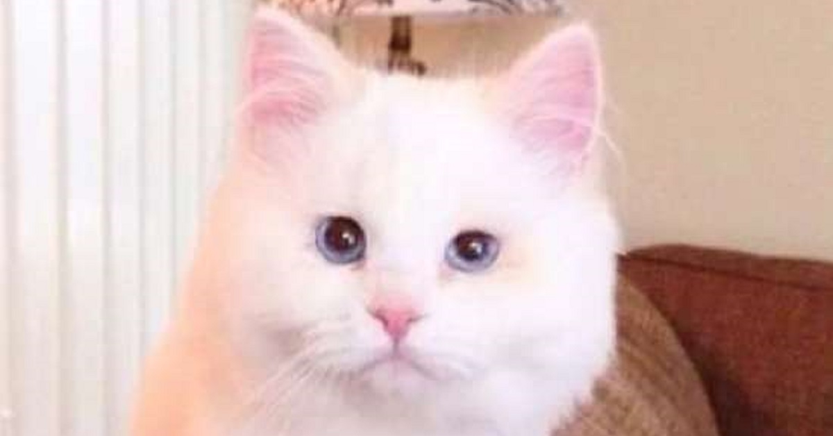 Il salvataggio di Silas, il gattino che oggi ha un pelo da record (VIDEO)