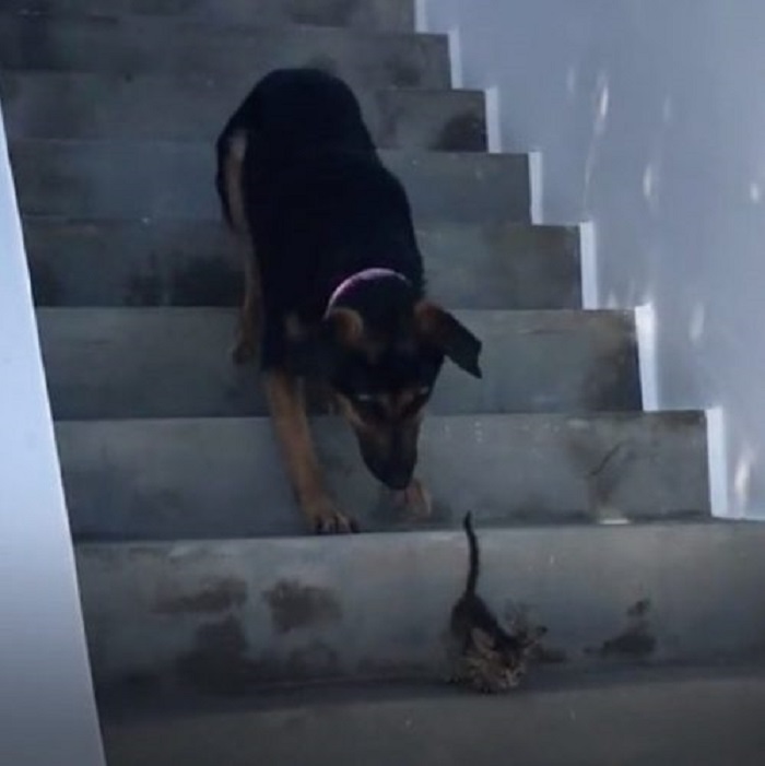 scale cuccioli affetto