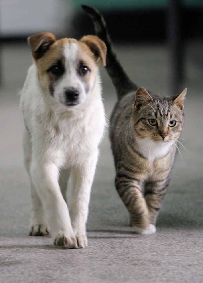 gattino salvataggio cane