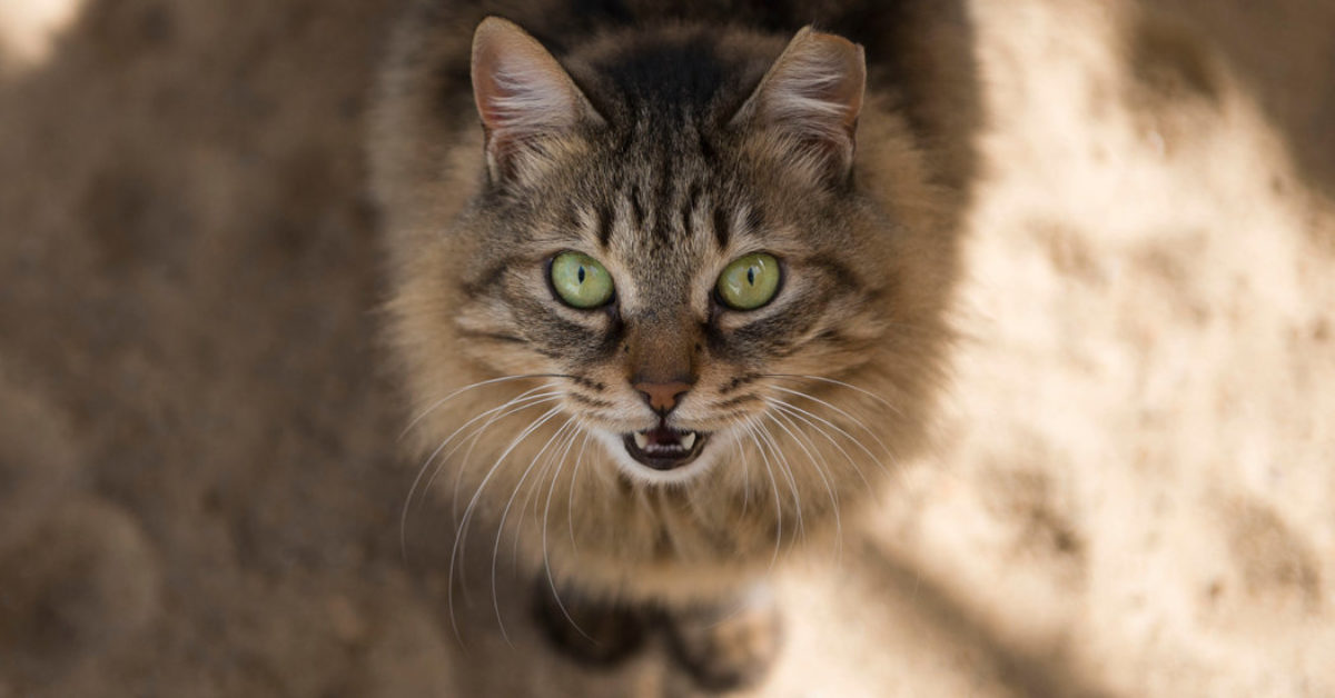 Il salvataggio di un gattino trovato su un ponte e adottato da una ragazza speciale (VIDEO)