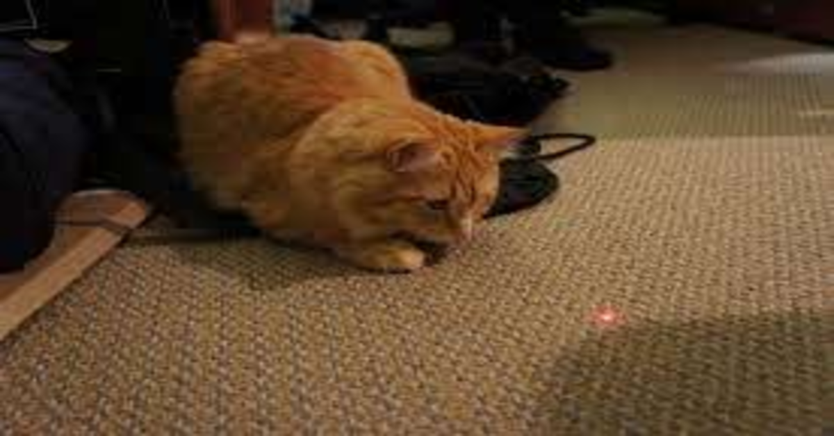 gatto gioca con laser luce rossa