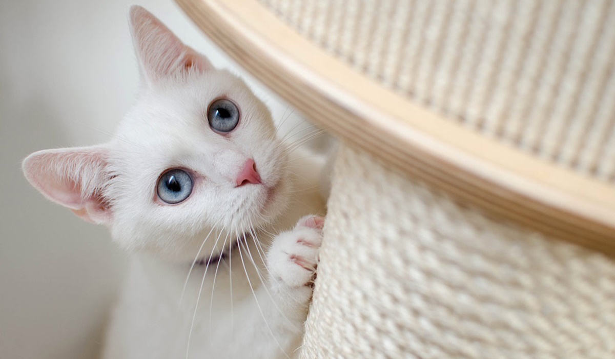 gatto bianco con gli occhi celesti