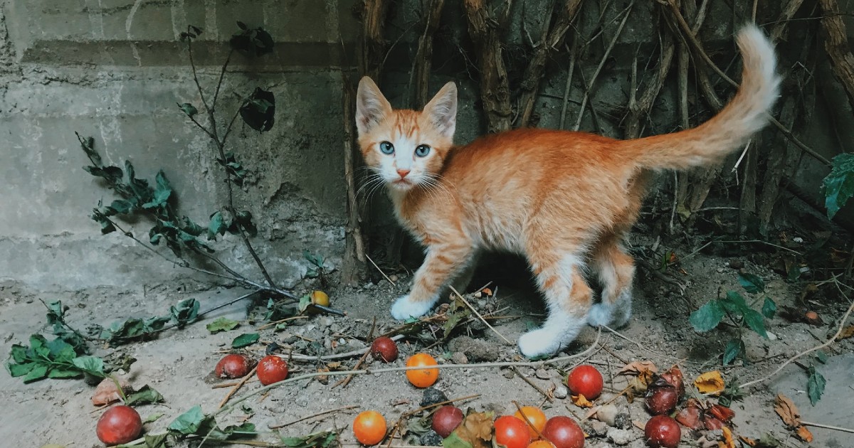 il gattino vuole più attenzioni