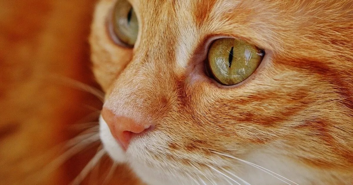 Jamie, il gattino anziano che a 13 anni ha trovato una nuova vita (FOTO)