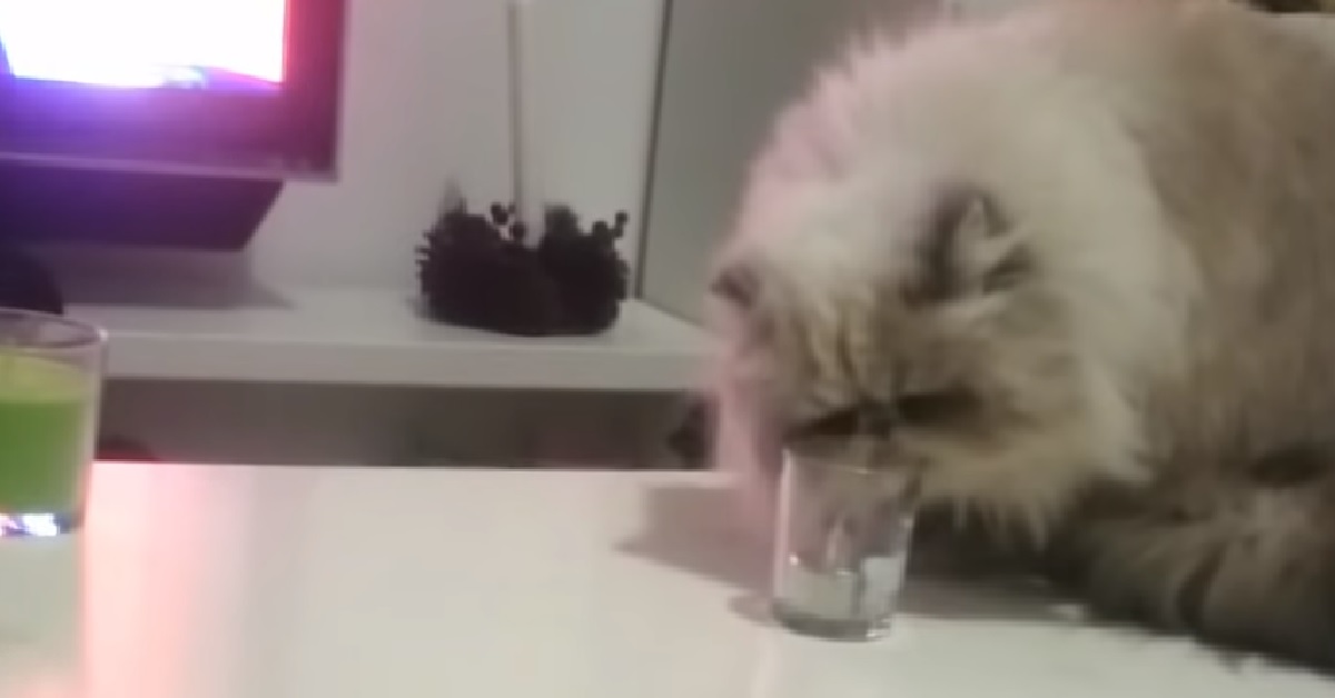 Keena, la gatta che si diverte a rompere un bicchiere (VIDEO)