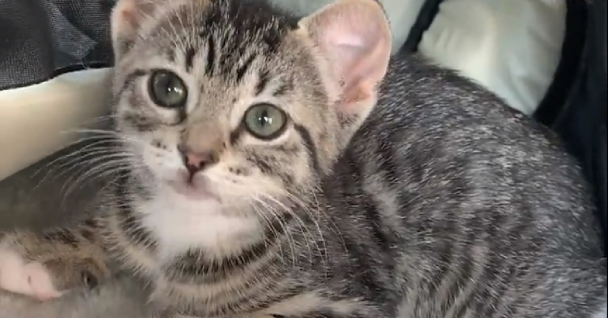 Kelly, la gattina che ha imparato a vivere grazie ad un amico (VIDEO)