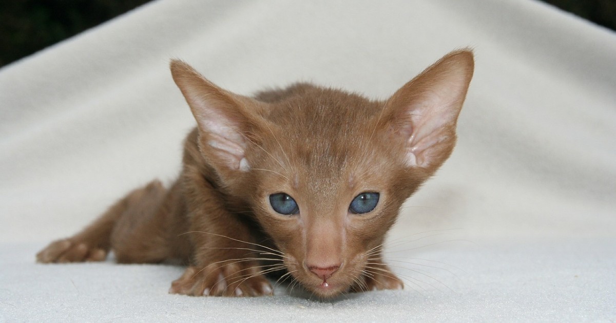 cuccioli di gatto orientale come pulirli