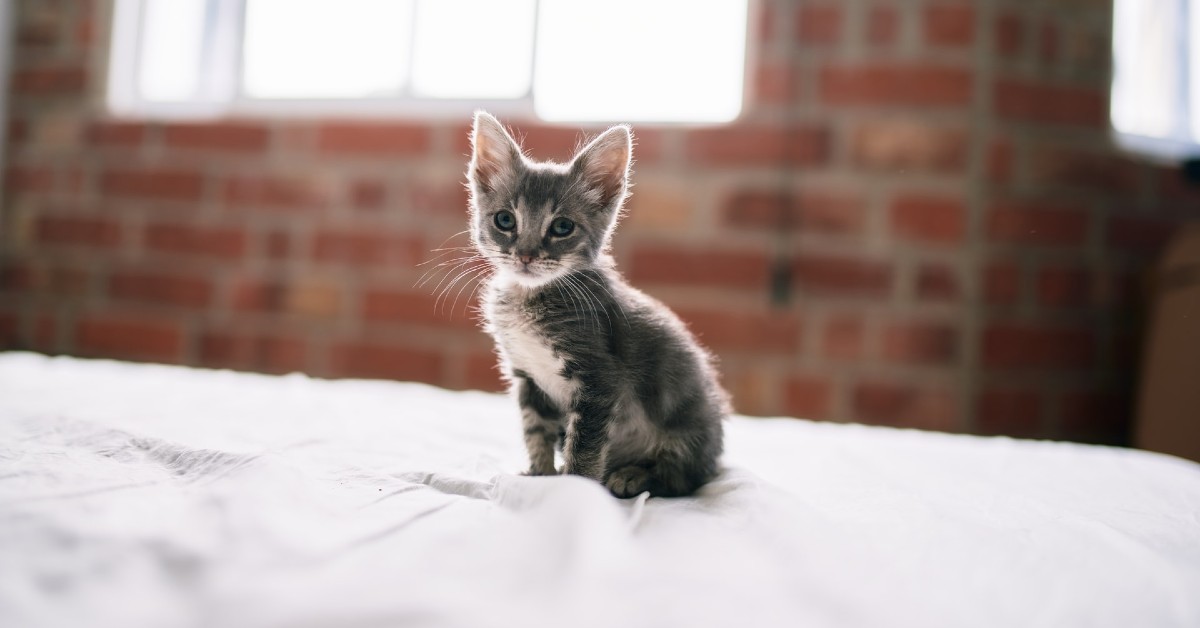 il gattino vuole più attenzioni