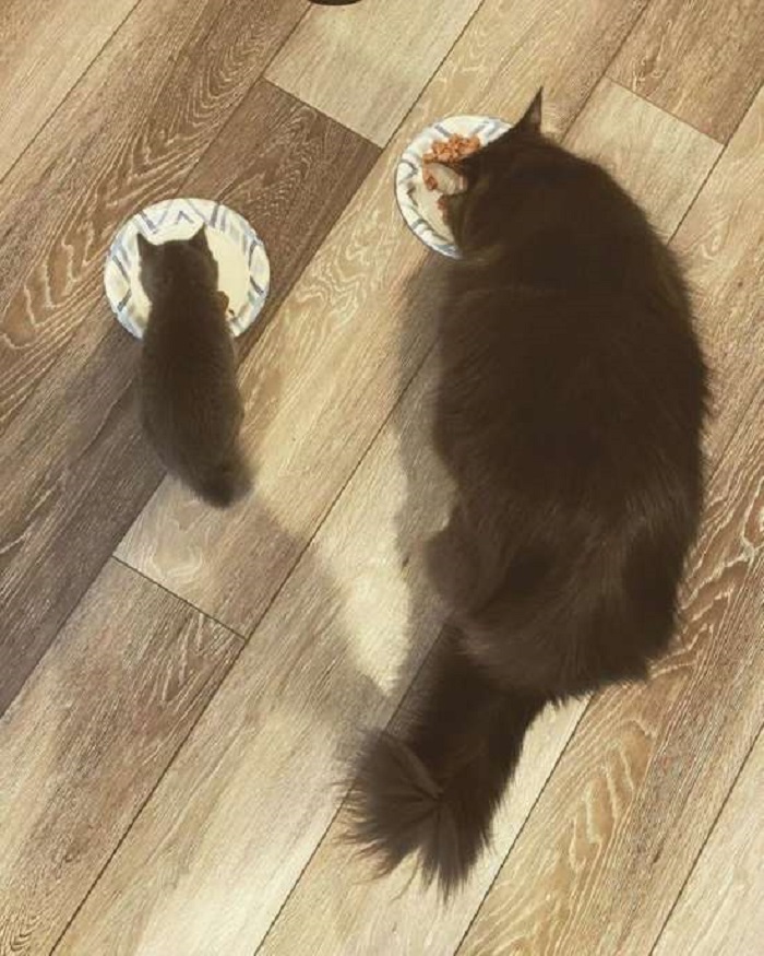 mangiano insieme gattini
