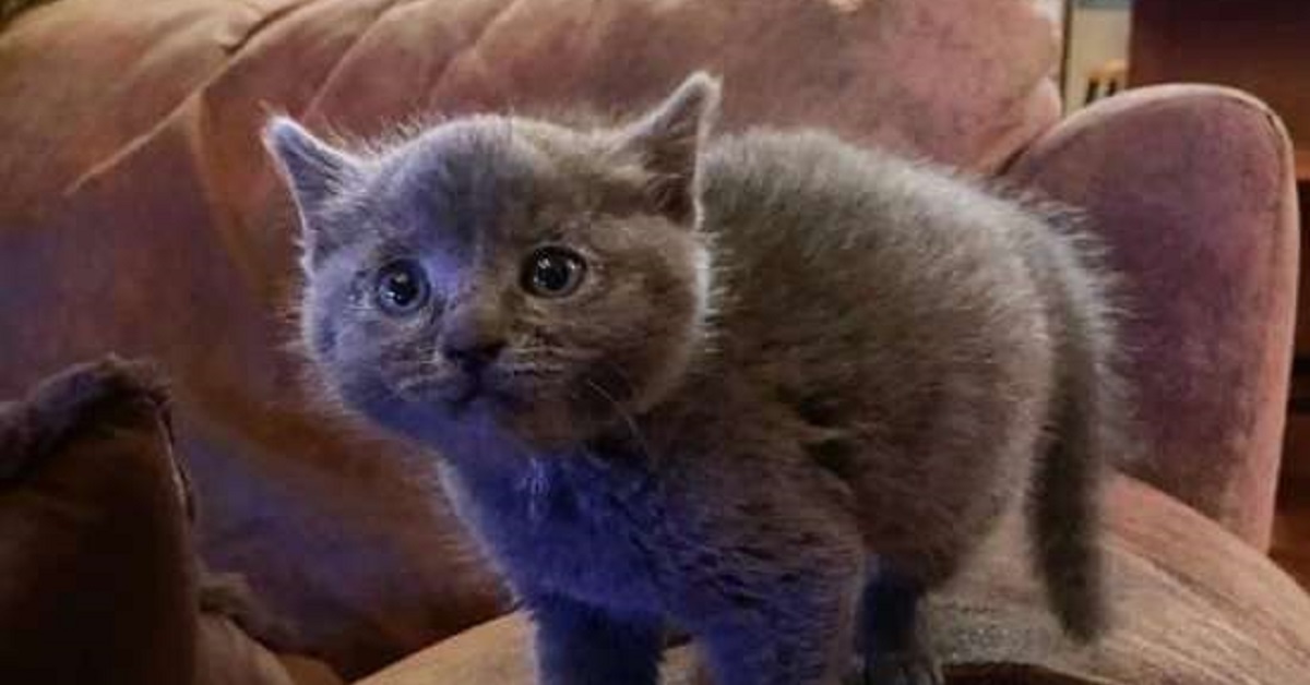 La gattina Cindy Lou riscopre la felicità grazie al suo padre adottivo (FOTO)
