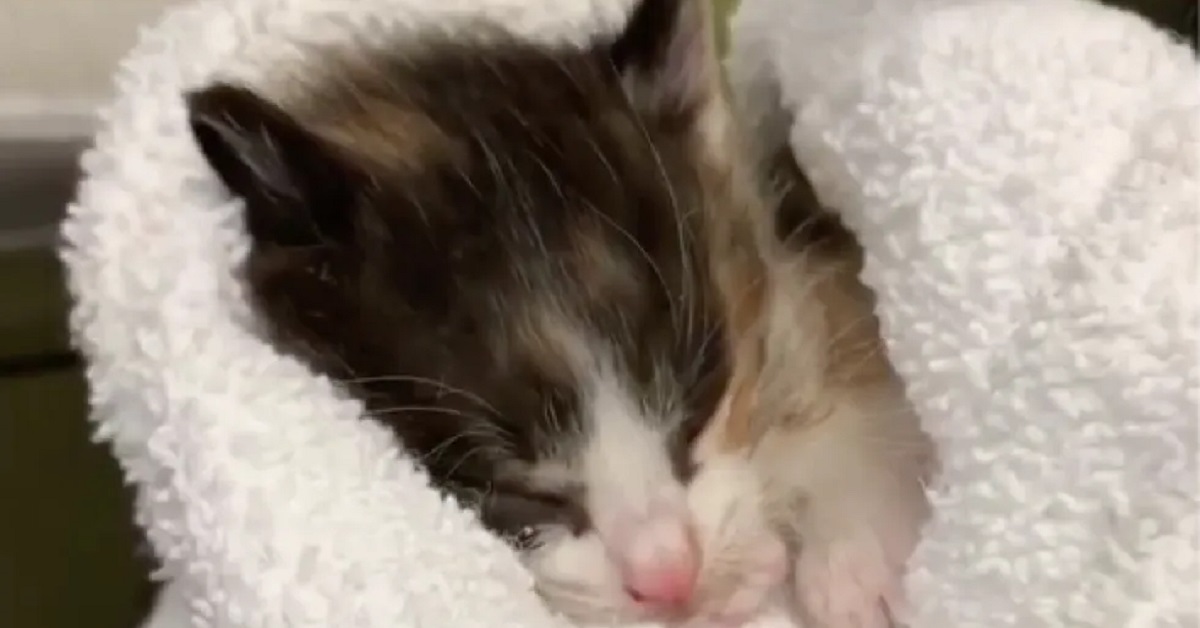 La gattina con la testa inclinata Gabby ora può sorridere di nuovo (VIDEO)