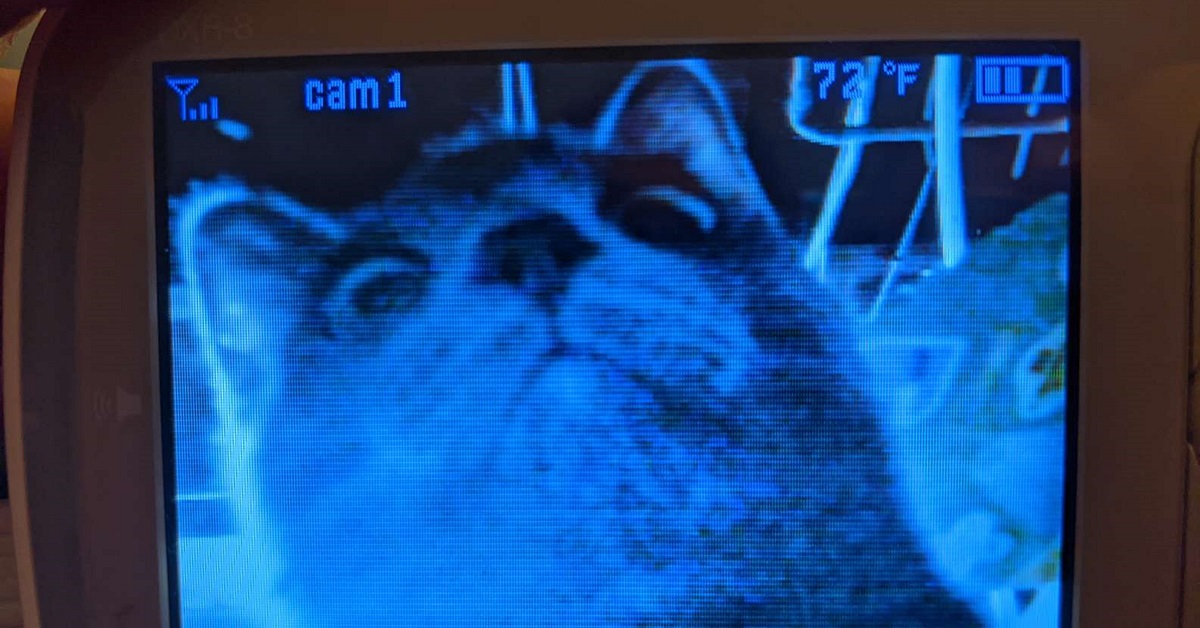 La gattina Graycie non ama essere ripresa dalla videocamera di sicurezza (FOTO)