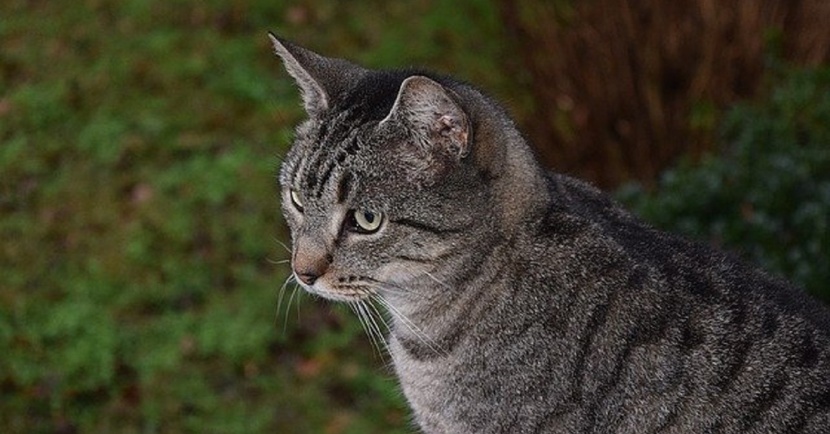 La gattina Lottie sconfigge le sue paure grazie al suo proprietario (VIDEO)