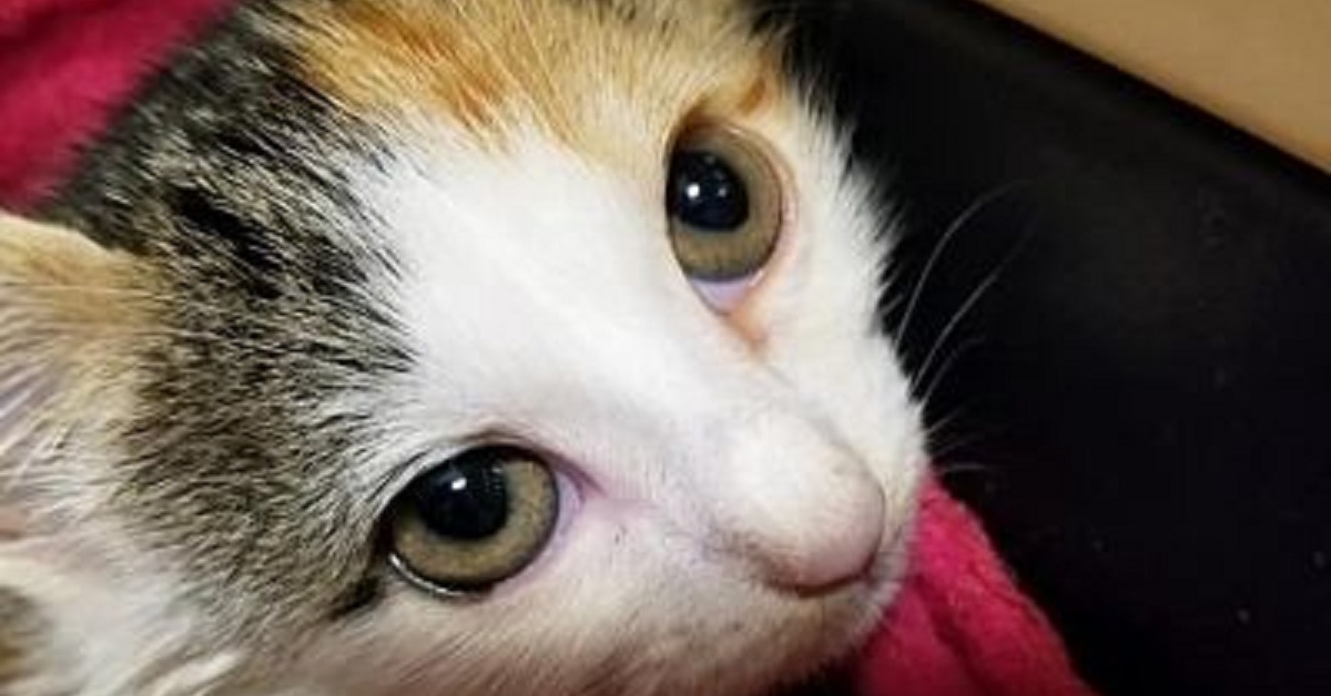 La gattina Miracle, trovata aggrappata ad un rimorchio, ora è salva (FOTO)