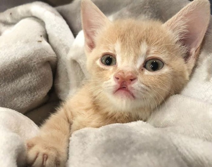 piccolo gattino foto