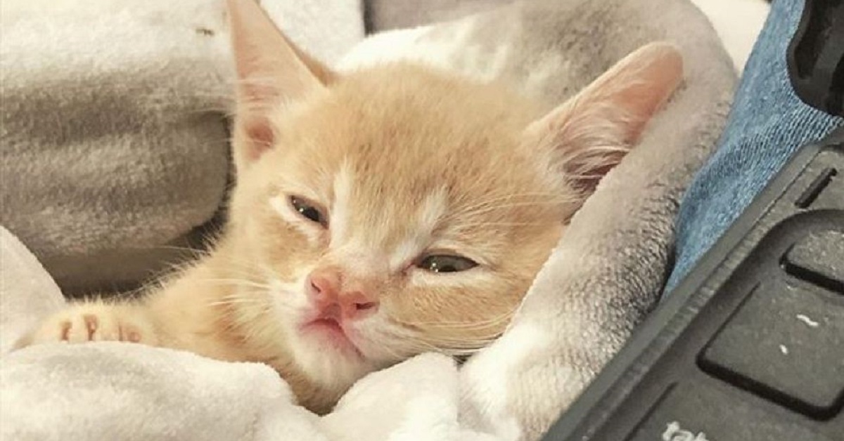 La storia di Oink, il gattino che ha trovato l’amore grazie ad una ragazza speciale (FOTO)