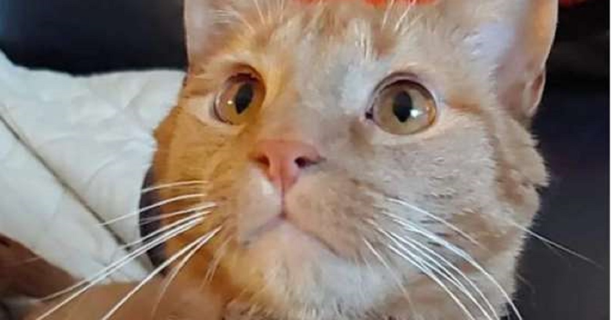 La storia di O’Malley, il gattino randagio salvato e adottato da un artista (FOTO)