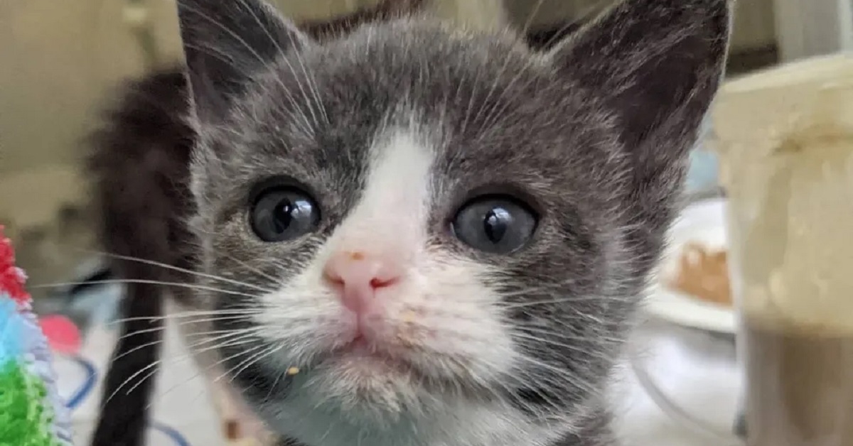 La storia di Piper, il gattino dalle dimensioni ridotte (VIDEO)