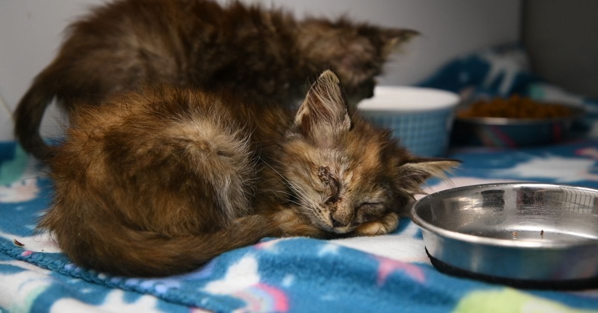 La tenera amicizia tra la gattina Marina ed un maialino (VIDEO)