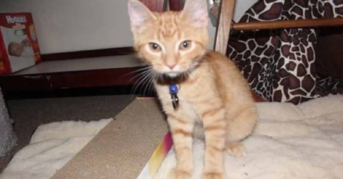 L’emozionante storia di Ares, il gattino che non poteva stare senza la sorellina (FOTO)
