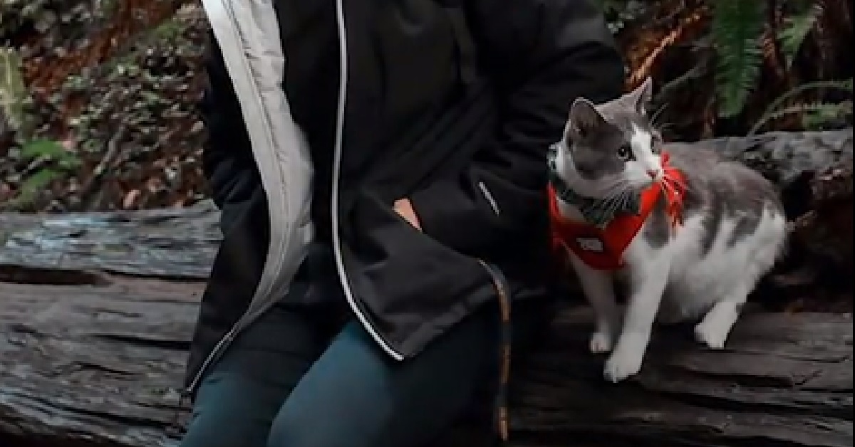 Leo, il gattino che accompagna il proprietario in palestra (VIDEO)