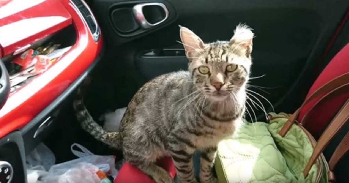 Leo, il gattino che da una svolta alla sua vita entrando in un’auto (VIDEO)