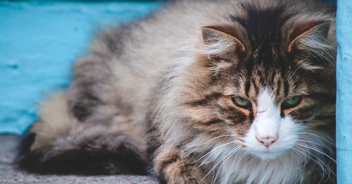 Come capire se il gattino è arrabbiato: i segnali e gli atteggiamenti inequivocabili