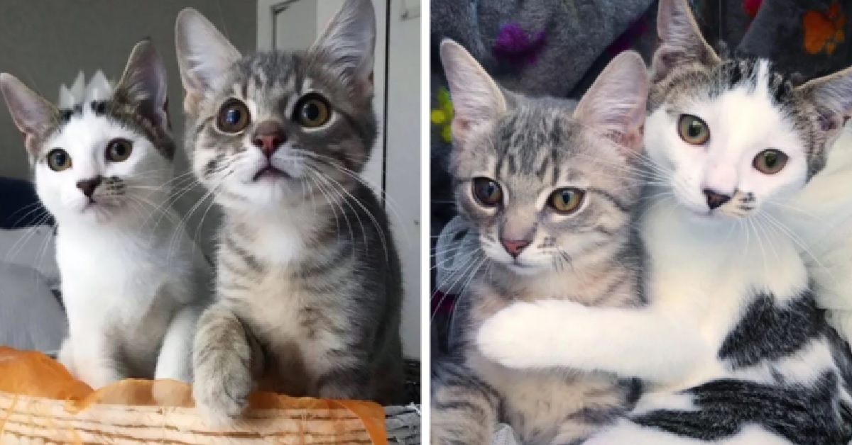 Lou e Griotte, due gattini inseparabili che adesso cercano casa (VIDEO)