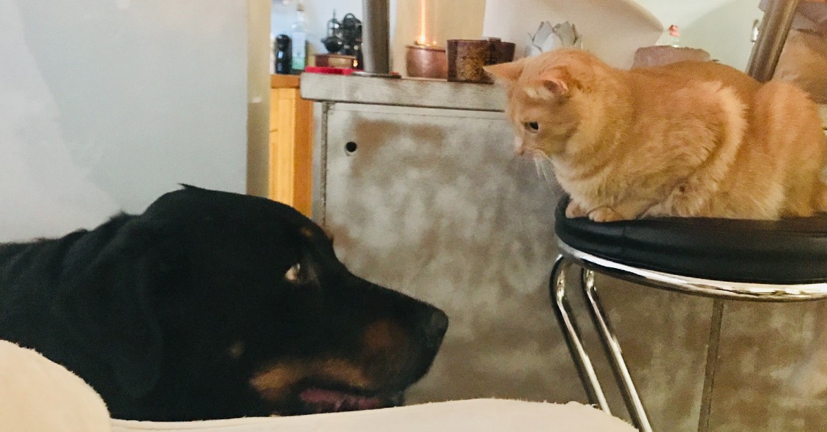 gattino e cane