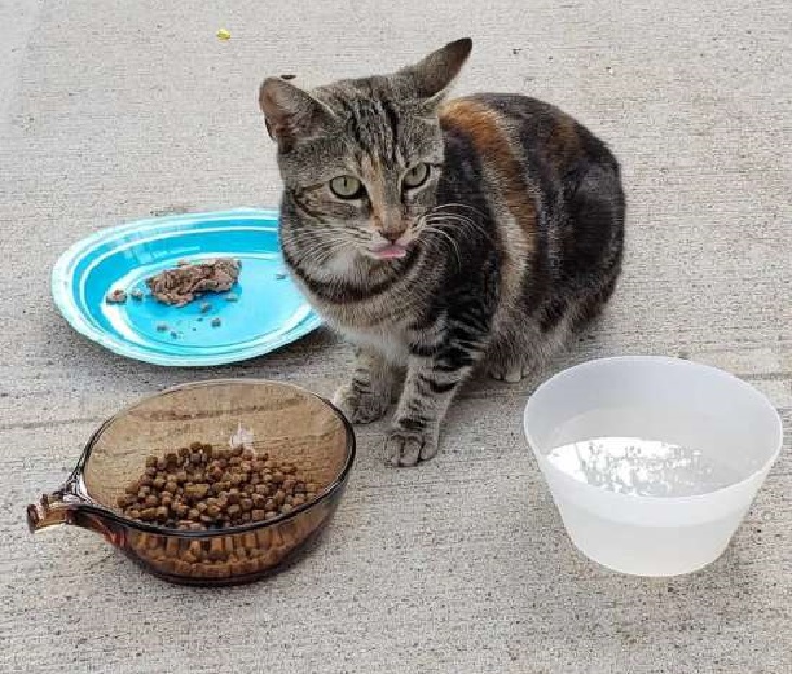 mamma gatta cibo a volontà