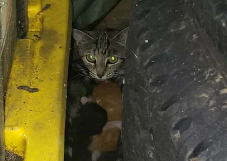 mamma gatta scoperta luogo gattini