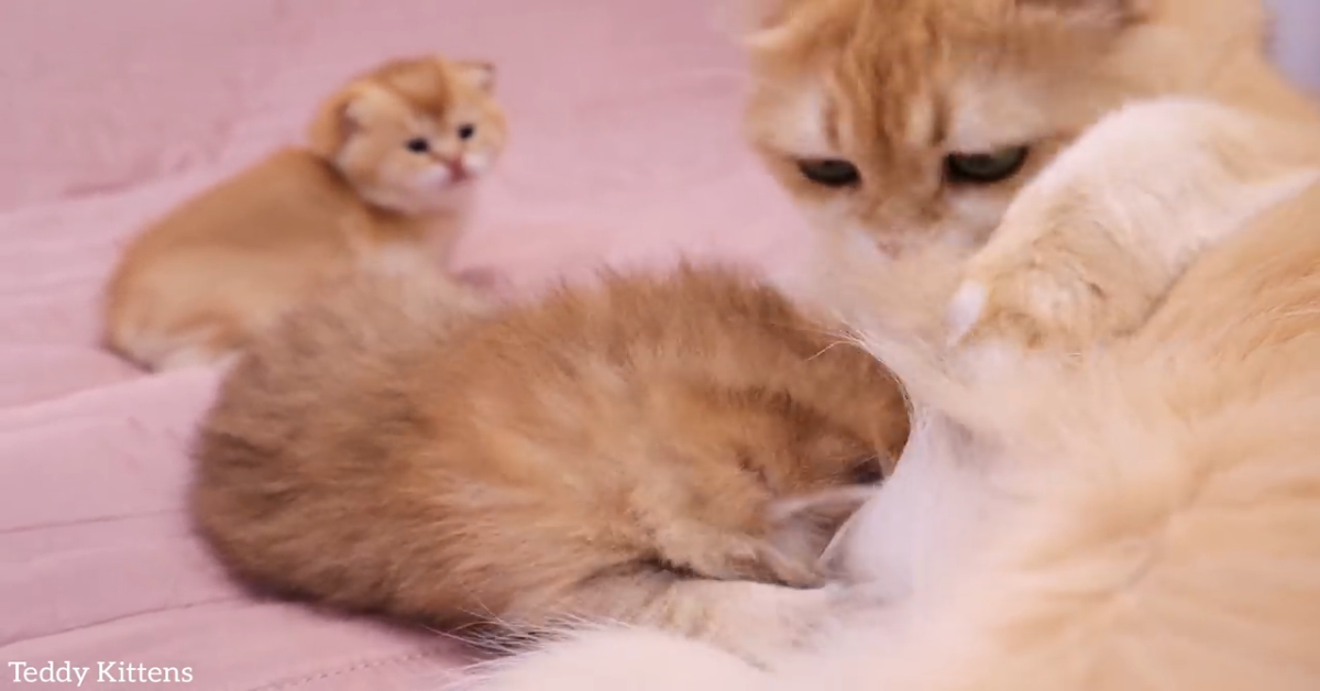 Una mamma gatto infastidisce i cuccioli che hanno fame (VIDEO)