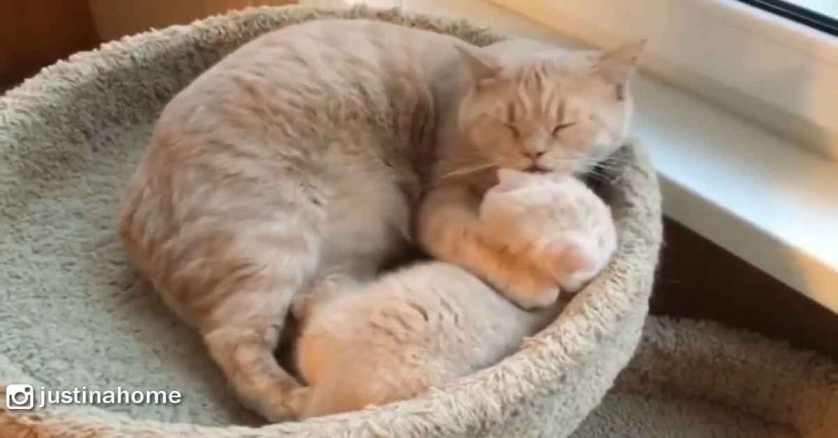 Mamma gatto lava il suo cucciolo in modo dolcissimo (VIDEO)