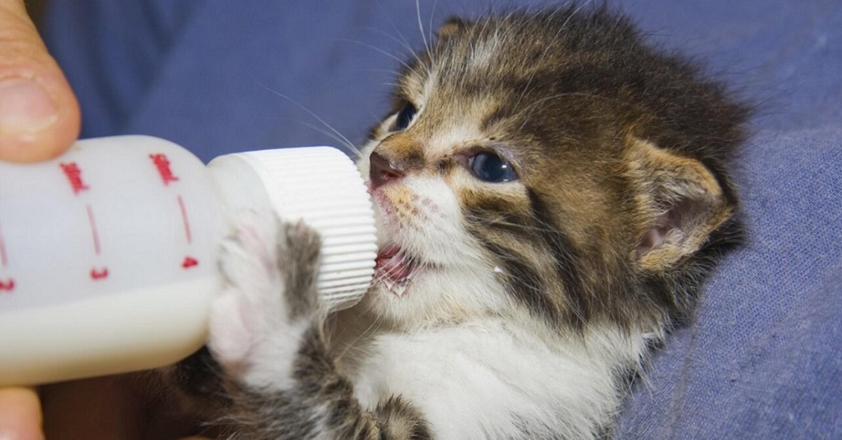 latte artificiale gatto