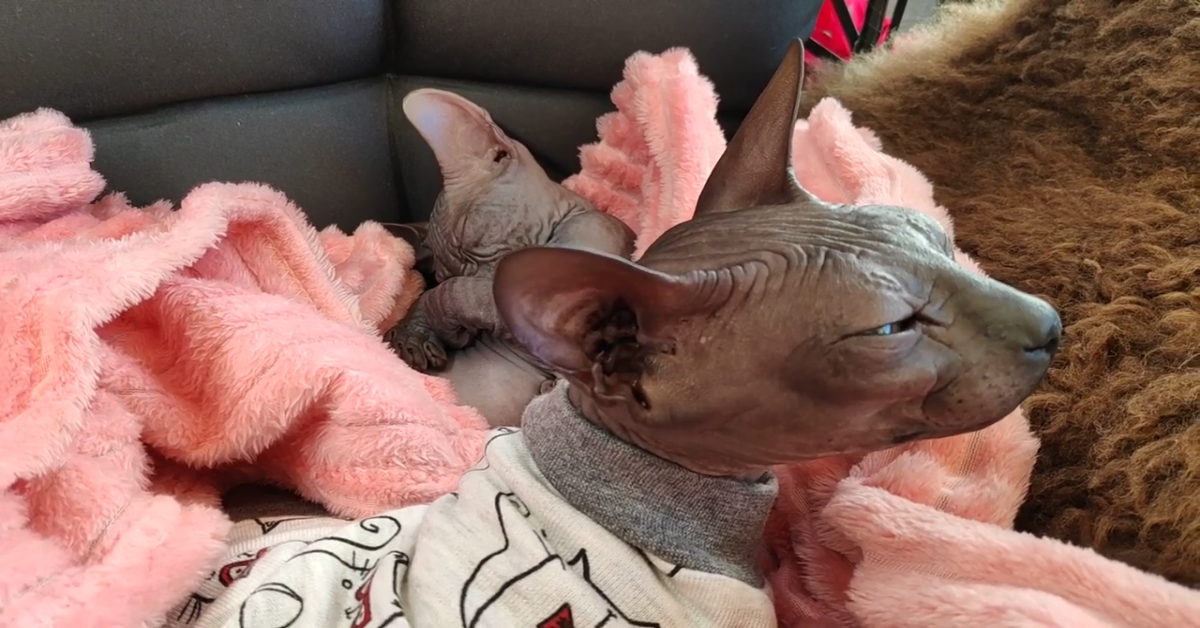 Mamma gatto vuole dormire senza essere disturbata (VIDEO)