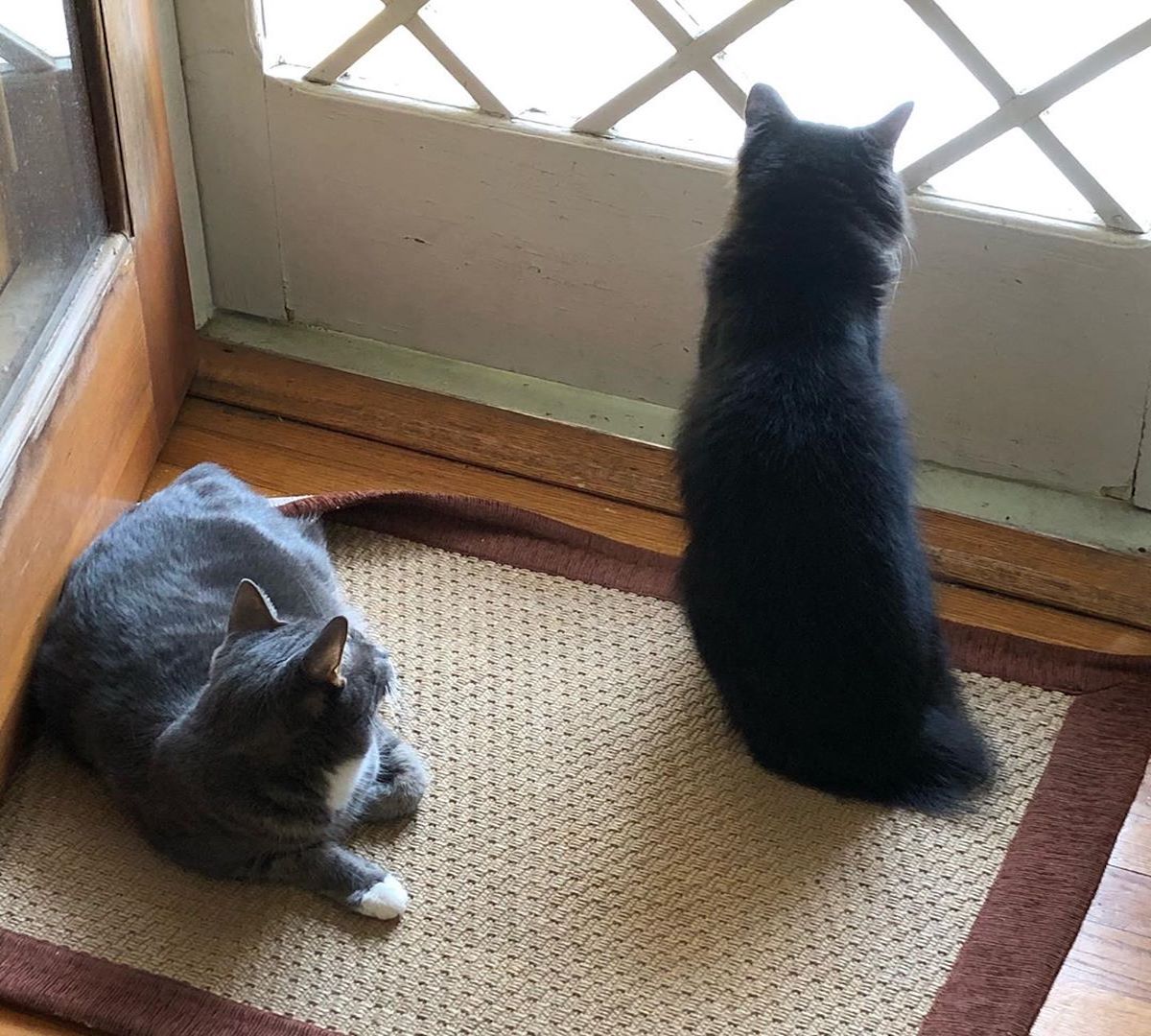 gatti affacciati alla finestra