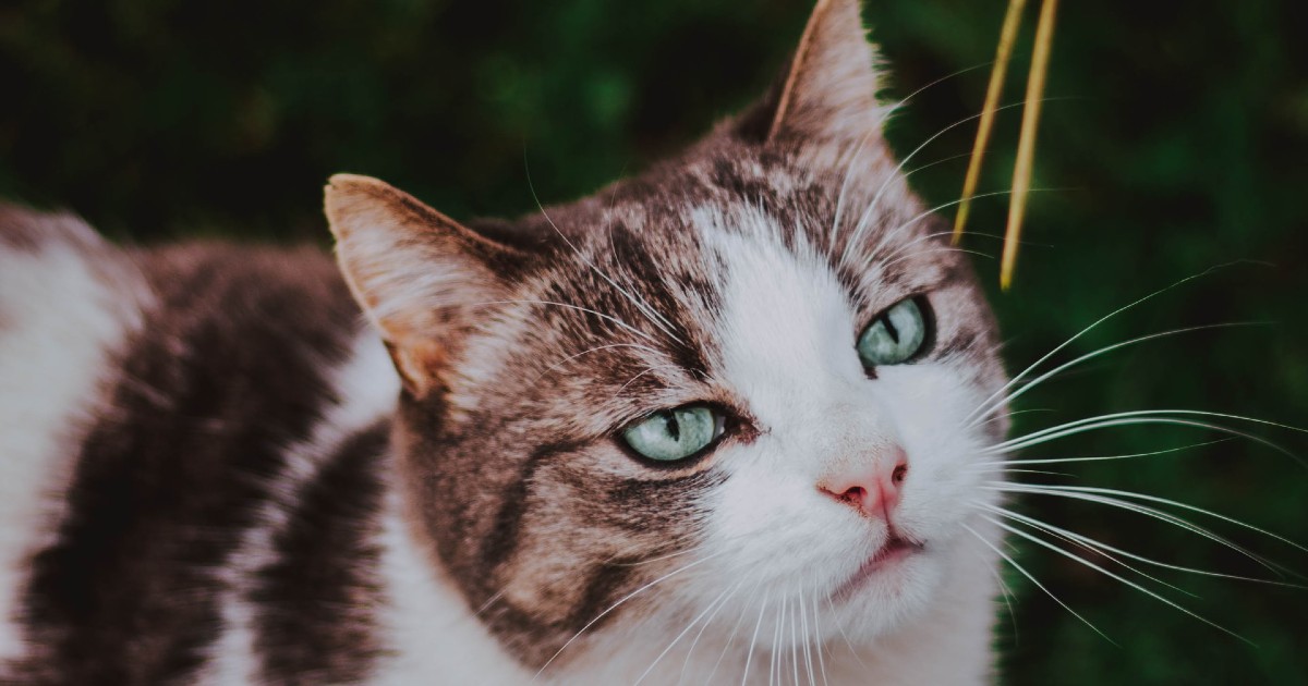 come capire se il gattino è arrabbiato