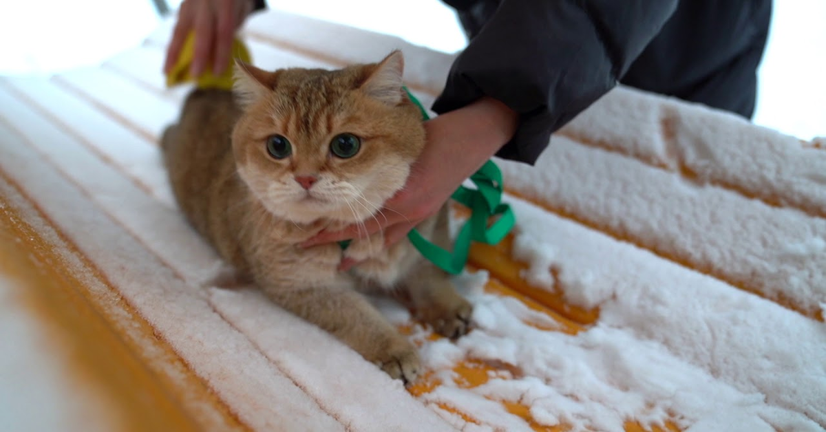 Il gatto Hosico scopre la neve (VIDEO)
